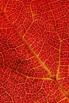 European Autumn Mood Prints: Structure of an autumn-colored leaf