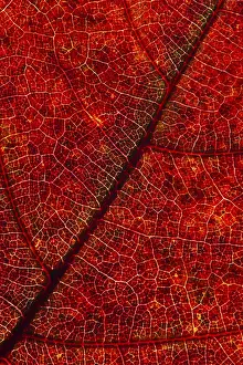 Leaf Structure Design Prints: Structure of an autumn-colored leaf