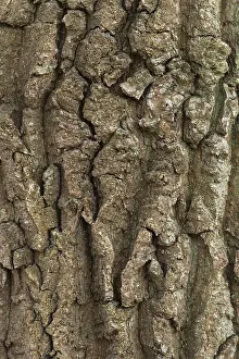 Tree Trunk Texture Prints: Structure of the bark of an oak (Quercus)