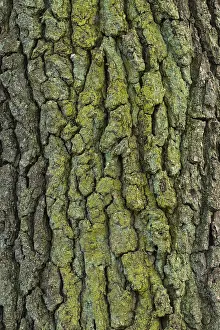 Quercus Bark Texture Prints: Structure of the bark of an oak (Quercus)