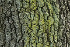 Quercus Bark Texture Prints: Structure of the bark of an oak (Quercus)