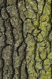 Quercus Bark Texture Prints: Structure of the bark of an oak (Quercus)