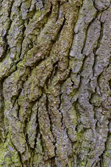 Oak Tree Bark Prints: Structure of the bark of an oak (Quercus)