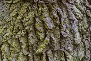 Tree Trunk Texture Prints: Structure of the bark of an oak (Quercus)