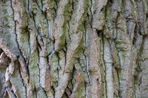 Central European Deciduous Trees Prints: Structure of the bark of an oak (Quercus)