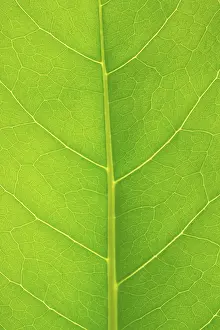 Close Up Leaf Prints: Structure of a leaf