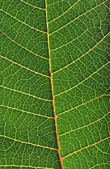 Close Up Leaf Prints: Structure of a leaf