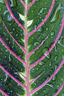 Leaf Structure Prints: Structure of a leaf with water drops