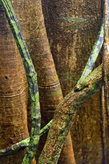 No People Natural Environment Prints: Structure, pattern, deposits, patina