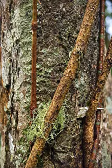 Nature Photography Australia Prints: Structure, pattern, deposits, patina