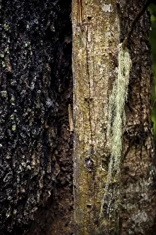Old Growth Forest Scenery Prints: Structure, pattern, deposits, patina