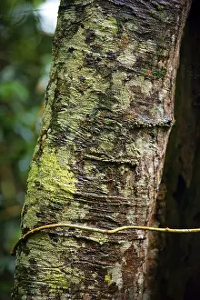 Australian Wilderness Landscape Prints: Structure, pattern, deposits, patina