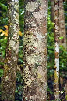 Australian Wilderness Landscape Prints: Structure, pattern, deposits, patina