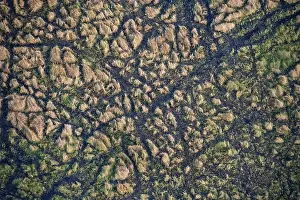 Botswana Landscape Photography Prints: Structure and pattern, grass from above