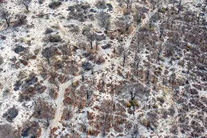 Prints of Structure and pattern, trees in the dry season, arid landscape, aerial view of the Okavango Delta, near Maun, Okavango Delta, Botswana Maun Prints: Aerial View of Okavango Delta Trees Print, Botswana