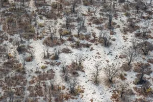 Prints of Structure and pattern, trees in the dry season, arid landscape, aerial view of the Okavango Delta, near Maun, Okavango Delta, Botswana Maun Prints: Okavango Delta Aerial Print, Dry Season Landscape
