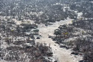 Prints of Structure and pattern, trees in the dry season, arid landscape, aerial view of the Okavango Delta, near Maun, Okavango Delta, Botswana Maun Prints: Aerial View of Trees in Dry Season Okavango Delta Print