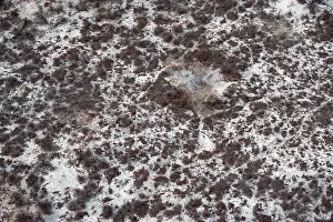 UNESCO World Heritage Site Aerials Prints: Structure and pattern, trees in the dry season