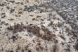 Prints of Structure and pattern, trees in the dry season, arid landscape, aerial view of the Okavango Delta, near Maun, Okavango Delta, Botswana Maun Prints: Aerial View of Okavango Delta Trees in Dry Season Print
