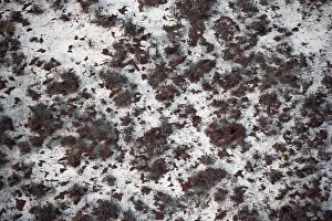 Prints of Structure and pattern, trees in the dry season, arid landscape, aerial view of the Okavango Delta, near Maun, Okavango Delta, Botswana Maun Prints: Aerial View of Trees in Arid Landscape, Okavango Delta Print