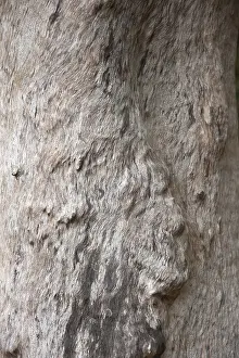 Tree Trunk Details Prints: Structure, texture, relief, nature