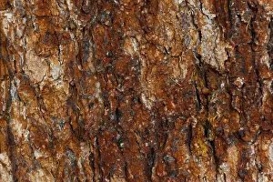 Tree Bark Texture Prints: Structure of a tree bark, bark
