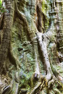 Tropical Tree Structure Prints: Structure of a tropical tree, tree