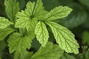 Southern German Nature Prints: Structure of a young tree leaf, Bavaria, Germany