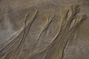 Sandy Beach Structures Prints: Structures in sand on sandy beach