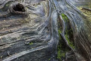 Sababurg Primeval Forest Prints: Structures in the weathered wood on a dead tree trunk