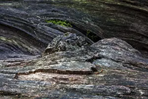 Sababurg Primeval Forest Germany Prints: Structures in the weathered wood on a dead tree trunk
