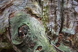 Sababurg Primeval Forest Prints: Structures in the weathered wood on a dead tree trunk