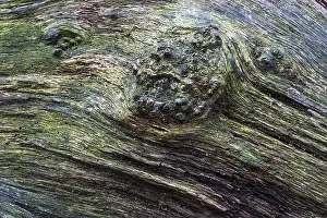 Sababurg Primeval Forest Prints: Structures in the weathered wood on a dead tree trunk