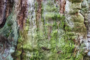 Sababurg Primeval Forest Germany Prints: Structures in the weathered wood on a dead tree trunk