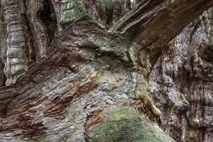 Sababurg Primeval Forest Prints: Structures in the weathered wood on a dead tree trunk