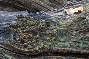 Sababurg Primeval Forest Prints: Structures in the weathered wood on a dead tree trunk