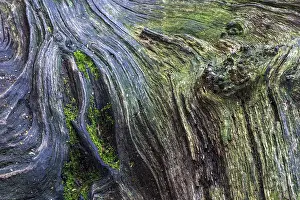 Sababurg Primeval Forest Prints: Structures in the weathered wood on a dead tree trunk