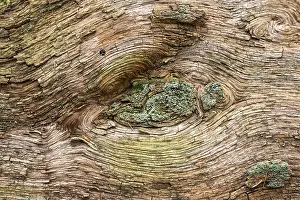 Natural Preserve In Germany Prints: Structures in the wood of a dead tree trunk