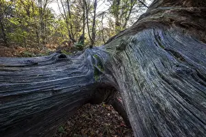Sababurg Primeval Forest Germany Prints: Structures in the wood of a dead tree trunk