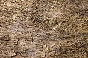 Sababurg Primeval Forest Germany Prints: Structures in the wood of a dead tree trunk