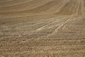 Agricultural Landscape Prints: Stubble field