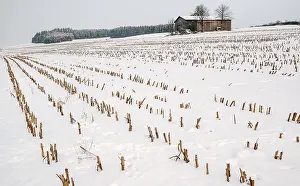 Agricultural Scene Prints: Stubble field in winter