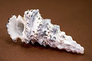 Close Up Underwater Photo Prints: Studio macro shot of a Hexaplex trunculus shell on a brown surface
