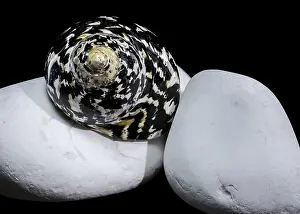 Top Shell Prints: Black and White Magpie Turbo Seashell Print on River Stones