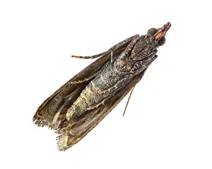 Delicate Insect Photography Prints: Studio shot of a common clothes moth