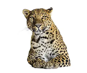 Endangered Species Photo Prints: Studio shot of a powerful leopard