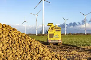 Sugar Beet Harvest Prints: Sugar beet harvest, with an automatic