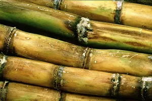 Empty Countryside Landscape Prints: Sugar cane