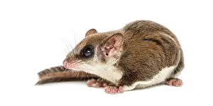 Marsupial Mammal Prints: Sugar glider - Acrobates pygmaeus