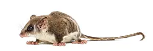 Marsupial Mammal Prints: Sugar glider - Acrobates pygmaeus